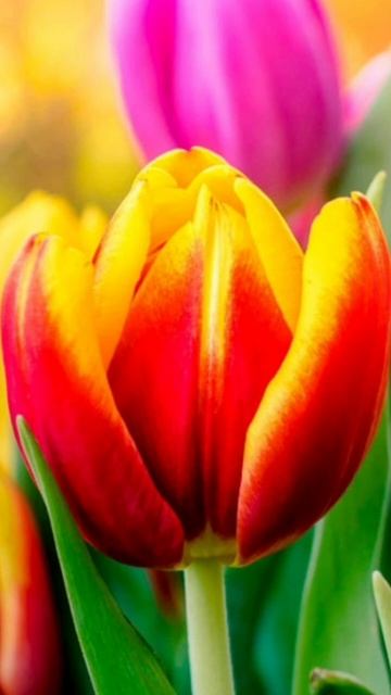 все про тюльпаны смотреть онлайн