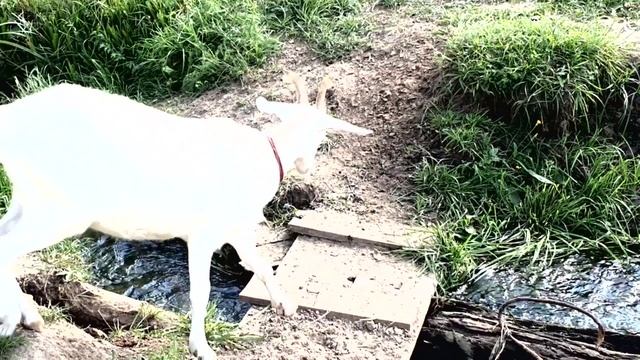 Телёнок боиться перейти ручей