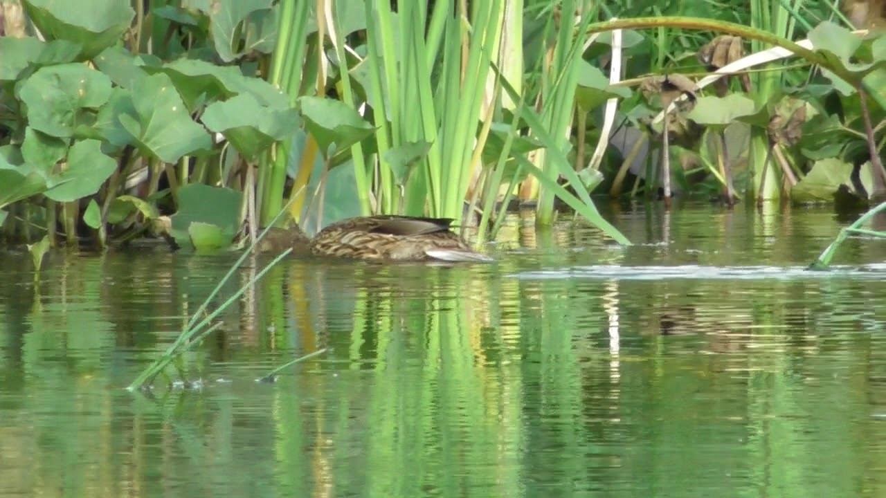 Воскресное утро, речка, уточка... смотреть онлайн