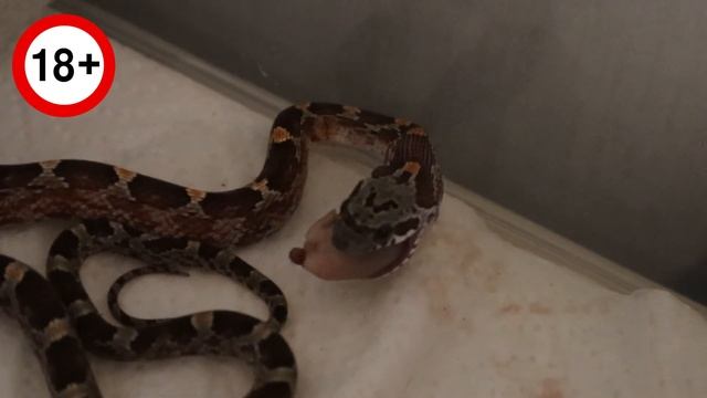 Feeding a snake for the first time at home / Первый раз кормим змею дома смотреть онлайн