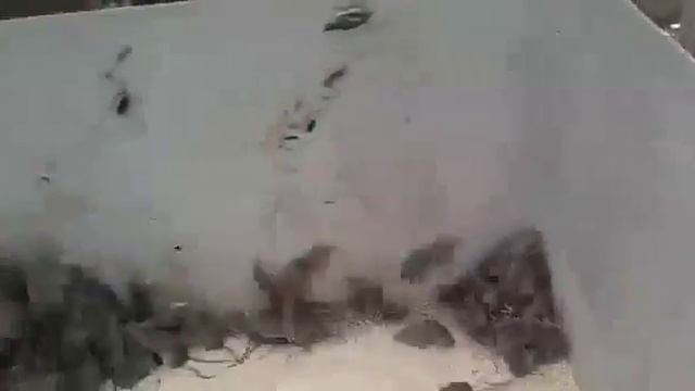 КТО КОГО?! Кот не выдержал такого напора!