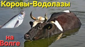 🔥КОРОВЫ-ВОДОЛАЗЫ🔥 Рыбалка на Волге🐟Апрель-2025!! Астрахань!!!