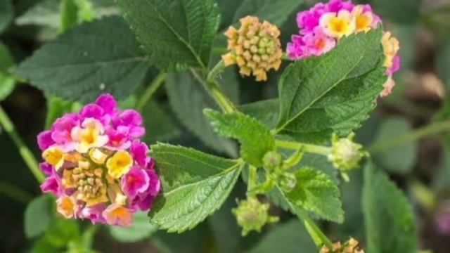 Use this plant and get rid of vitiligo 😀 смотреть онлайн