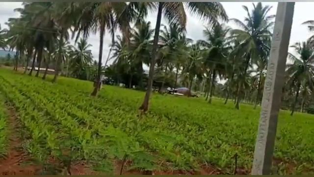 iv)5#Acre#Coconut#Farm#Tar#Road#Connect#G // Subramanya m r // subscribe me //@SurabhiProperties смотреть онлайн