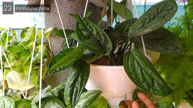 51 varieties of Hanging Plants | Hanging plant Collection | cascading plants