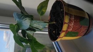 Болгарский перец на подоконнике. Потрясающий способ выращивания.