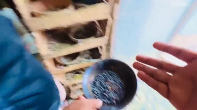 5 hazar kabutaro main kabutar ko ziba kr deeya 😳 | SYED FAHAD | THE FUN FIN смотреть онлайн