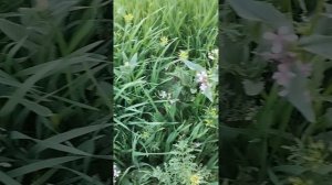 С праздником мои братья и сестры Православные