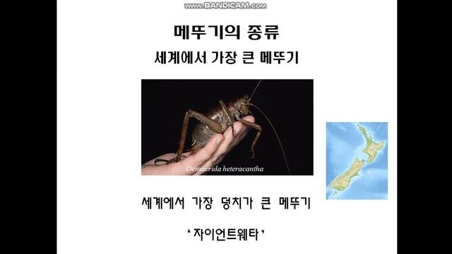 영상 테스트 (메뚜기 발표자료) 3 смотреть онлайн