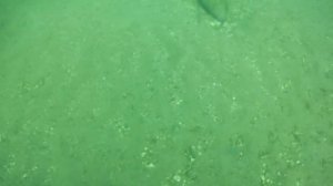 осьминог укрылся в бутылке