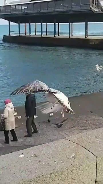 Морские птицы #море #птицы #пейзаж #красиво #чайки #корабль #чудо #музыка смотреть онлайн