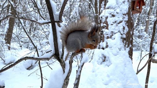 Лесной красный уголок смотреть онлайн