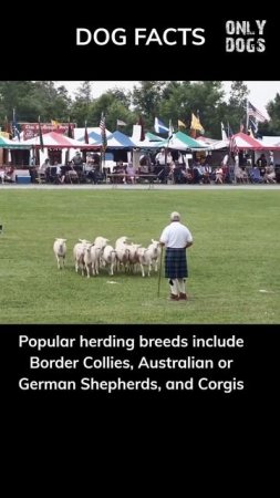 Sheep Herders to Superstars! #shorts #dog #dogs