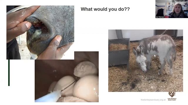 9 Donkey Health Care – Alex Thiemann смотреть онлайн