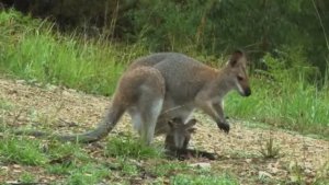 5_Свежий воздух и баланс,_Барбара Онил