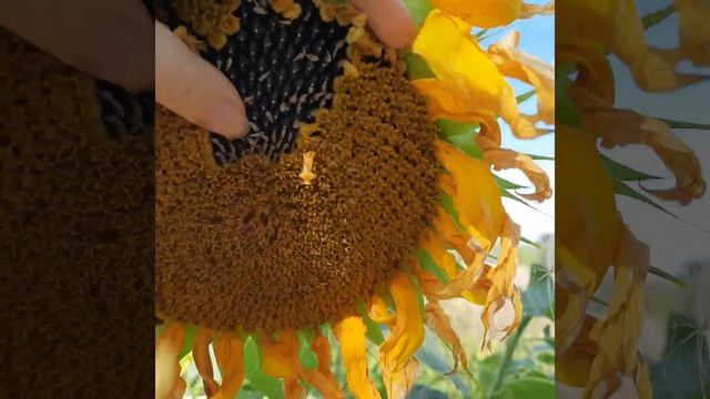 Большой и спелый подсолнух смотреть онлайн