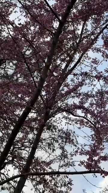 #брест_беларусь #shorts #shortvideo #nature #travel #sakura #new #top #beautiful #aesthetic #belaru смотреть онлайн