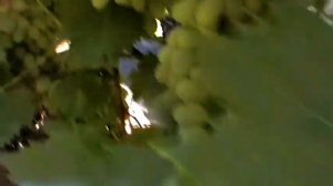 Сорт винограда "Атлант" - сезон 2018