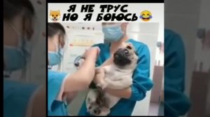 Pug and hospital (мопс и укол в больнице)❤️