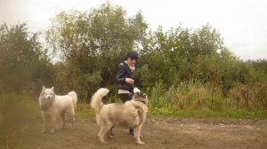 Самурайча и Снежок - Латиноамериканские напевы