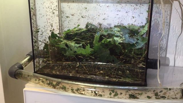 Atta cephalotes "bicolor" смотреть онлайн