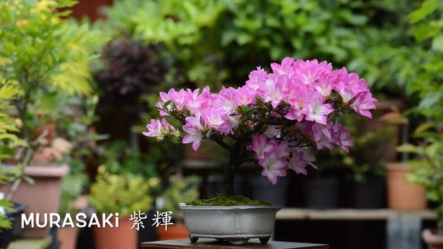 Murasaki 紫輝 смотреть онлайн