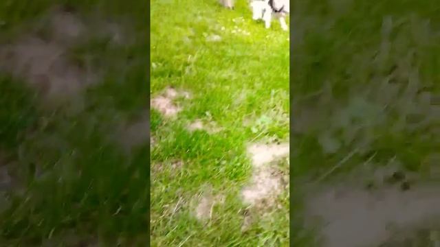 🐐🐑🐕🐈😺🐈⬛ Goat Sheep Lamb Cats Dogs Kittens Puppies #goat #animals #cat #dog смотреть онлайн