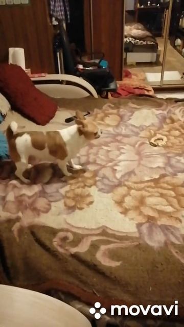 Сломалась собака, как всегда. #shorts смотреть онлайн