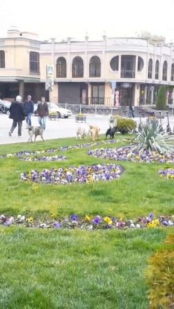 Кисловодский бардак! Бродячие собаки на бульваре! ...