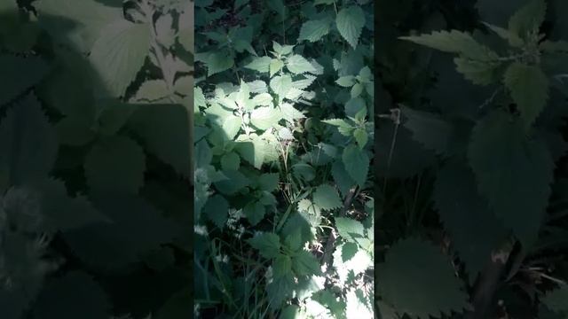 Волшебные травушки муравушки смотреть онлайн