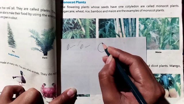 difference between monocot and dicot /5 class monocot vs dicot /unit #1/classification of organisms смотреть онлайн