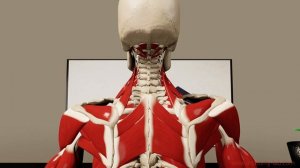 The Anatomy of Desk- Slouching (3D Animation)