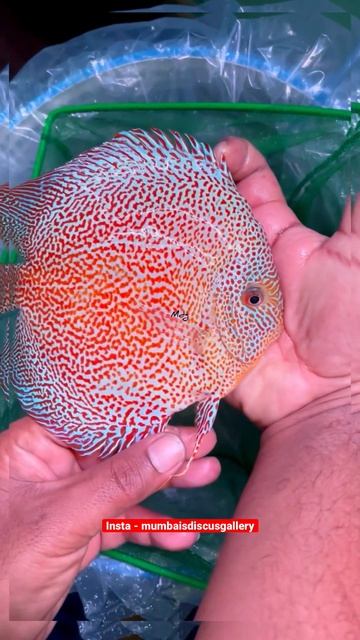 Panthera ✨❤️ #discus #fish #aquarium #shorts #shortsvideo #short #trending #trendingshorts #explore смотреть онлайн
