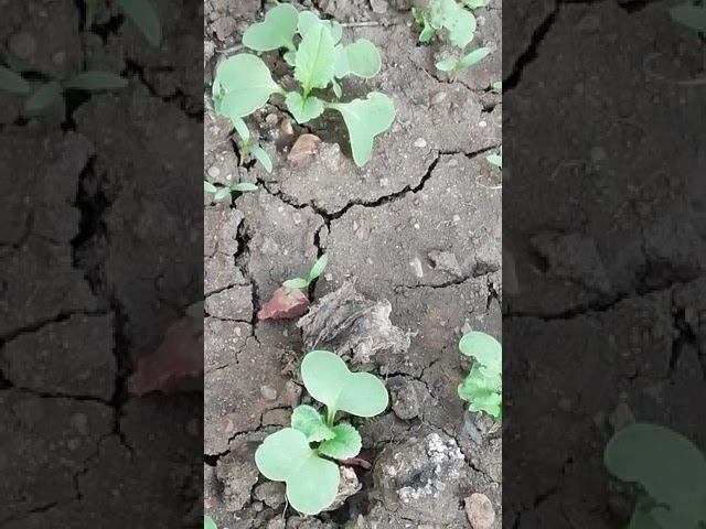 Обо всём по немногу... Перепелята, теплица и речка... смотреть онлайн