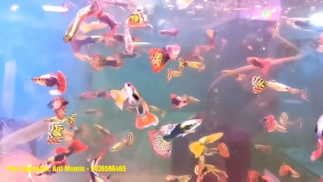 Guppy fish || Guppy fish Care, Tank mates, food, Guppy breeding | Kurla fish Market, Pari Aquarium смотреть онлайн