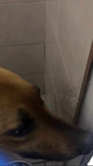 Что чувствуют брошенные собаки?..