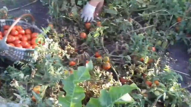 Збираємо врожай овочів. Наші будні в селі. Життя як воно є. #жизньвдеревне #село #урожай смотреть онлайн