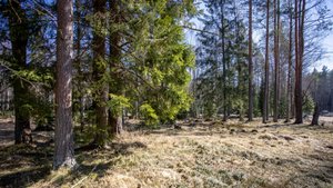 ПРОДАНО! Участок 16 соток в КП "Репино Парк" (№660)