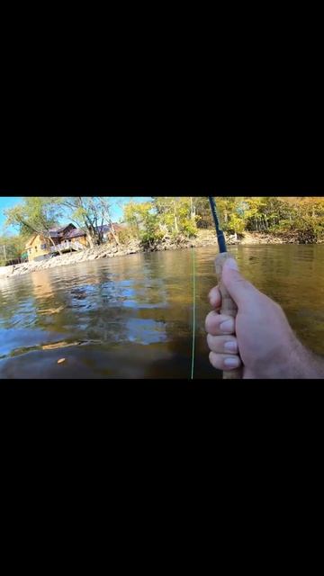 King Salmon On Fly Rod #shorts