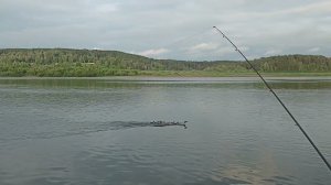 На спине у мамы. Томь. Июль.