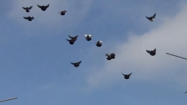 посадка голубей 2.11.2017 смотреть онлайн