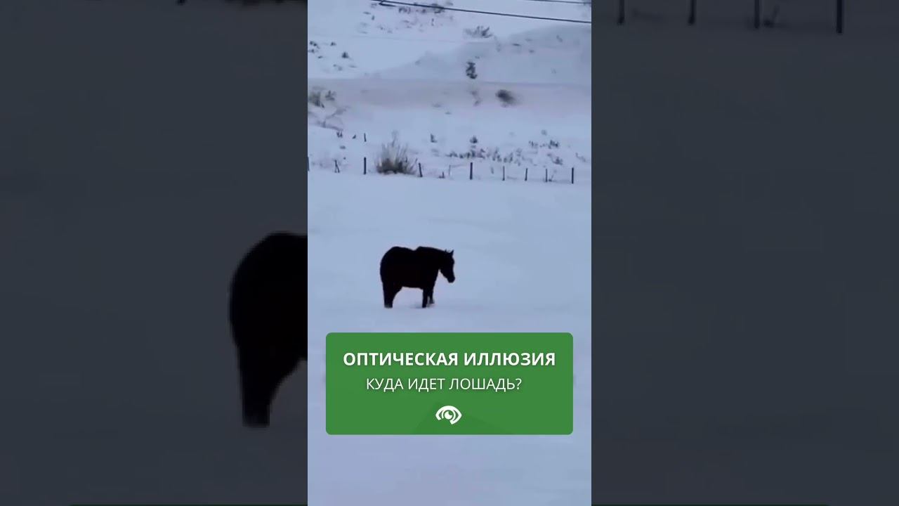 #ОптическиеИллюзии #Зрение #БиоАбсолют смотреть онлайн