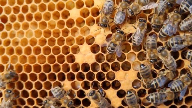 Состояние семей на 9 апреля. Первая обножка.