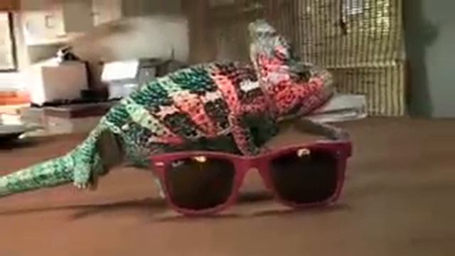 Хамелеон смотреть онлайн