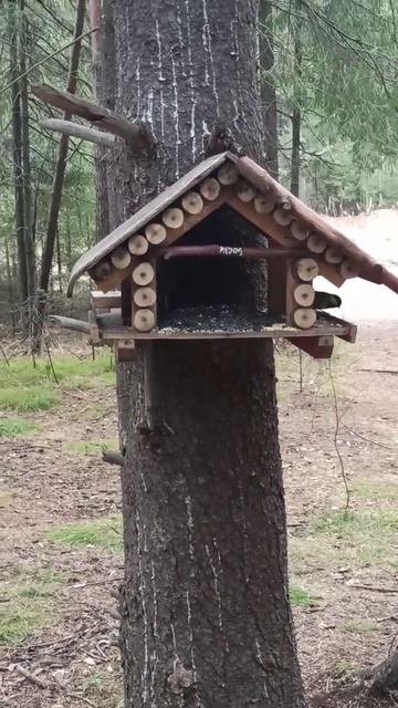 Лесные птички получили свою порцию угощения! (перловая крупа и семечки подсолнечника не об жареные) смотреть онлайн
