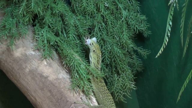 Varanus kordensis feeding смотреть онлайн