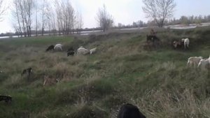 Коза кормит чужих козлят🐐