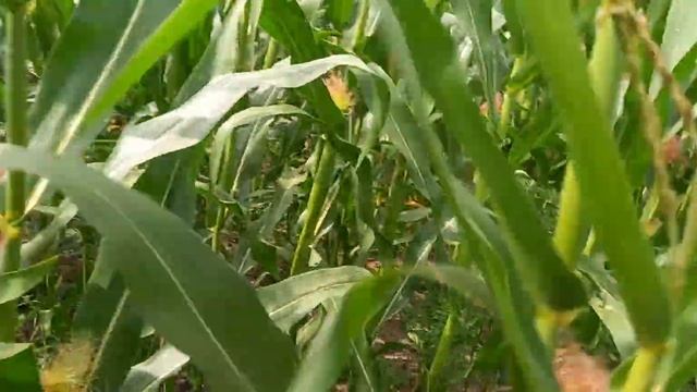 7/2 - джулия , 86 тис./га смотреть онлайн