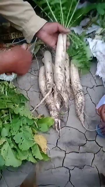 Long Raddish Vegetable  🥬🥒🍆🌶️🥕||JDvlogs|| смотреть онлайн