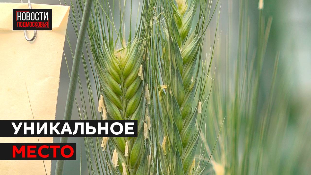 Новый вид пшеницы выращивают в ботаническом саду в Рождествено